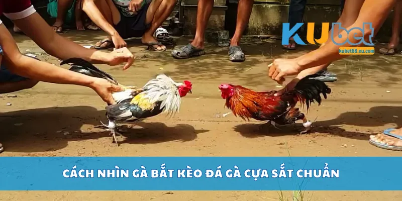 Cách nhìn gà bắt kèo đá gà cựa sắt chuẩn