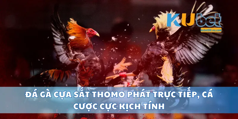 Đá Gà Cựa Sắt Thomo Phát Trực Tiếp, Cá Cược Cực Kịch Tính