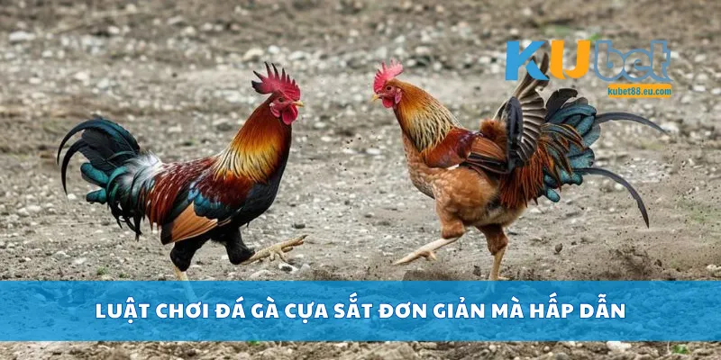 Luật chơi đá gà cựa sắt đơn giản mà hấp dẫn