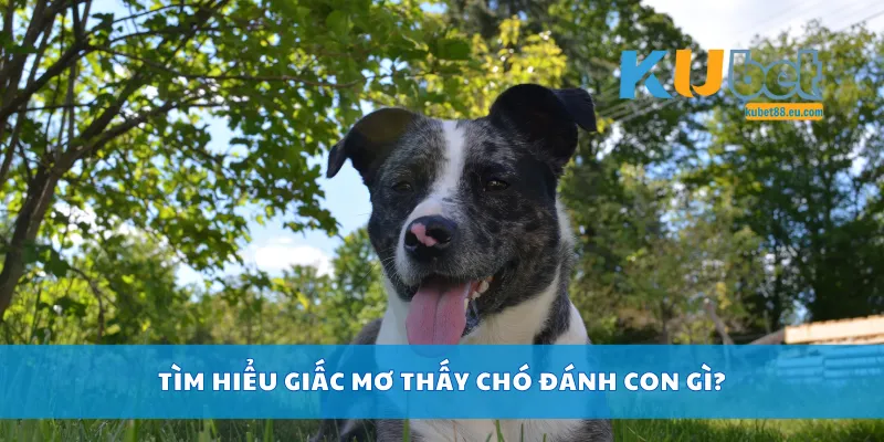 Tìm hiểu giấc mơ thấy chó đánh con gì?